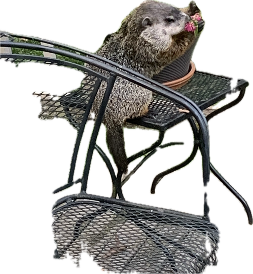 groundhog eris.png